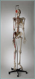 S65 Premier Flexible Male Skeleton - Suspension Mount, Plain