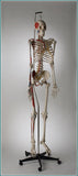 S65F Premier Flexible Female Skeleton - Suspension Mount, Plain