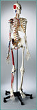 S66 Premier Flexible Series Skeleton - Sacral Mount, Male