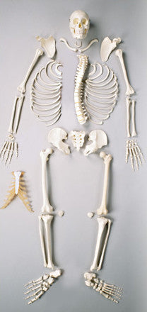 S72C Premier Disarticulated Skeleton- Plain with case