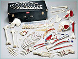 S73C Premier Disarticulated Skeleton, numbered coded muscle attachments and case