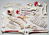 S72 Premier Disarticulated Skeleton- Plain