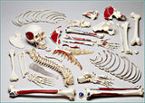 S73 Premier Disarticulated Skeleton, number coded muscles painted