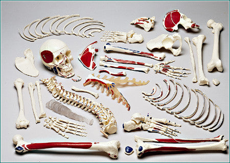 S73 Premier Disarticulated Skeleton, number coded muscles painted