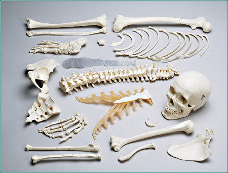 S76N Premier Numbered Disarticulated Half-Skeleton