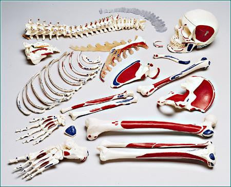 S77 Premier Disarticulated Half-Skeleton Painted Muscles, number-coded