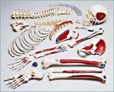 S77LC Premier Half Skeleton Disarticulated, Painted with Labeled Muscle attachments and Case