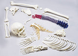 S78C Premier Disarticulated Half-Skeleton with Color-Coded Vertebrae and Case