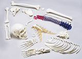 S78 Premier Disarticulated Half-Skeleton with Color-Coded Vertebrae