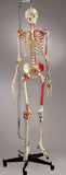 S81L Quadra Flexible Skeleton, Ultraflex ligaments, Painted and labeled muscles, Hanging mount with mobile stand