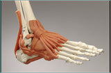 S84L Ultra Flexible Skeleton, Ultraflex ligaments, 6 points, Painted & labeled muscles, Sacral mount