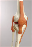 S83 Ultra Flexible Skeleton, Ultraflex ligaments, 6 points, Painted / numbered  Muscles Hanging