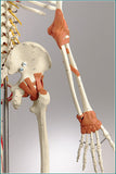 S82 Quadra Flexible Skeleton, Ultraflex ligaments, Painted, Sacral mount with mobile stand