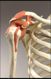 S82L Quadra Flexible Skeleton, Ultraflex ligaments, Painted and labeled muscles, Sacral mount with mobile stand