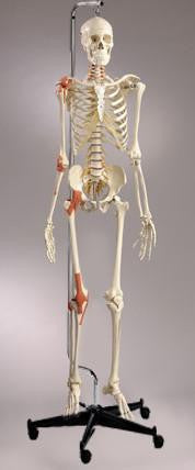 S85 Quadra Flexible Skeleton, Ultraflex ligaments, hanging mobile stand