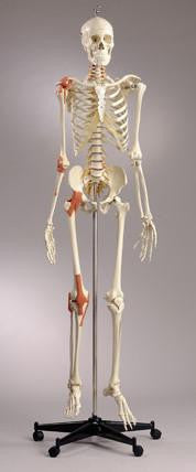 S86 Quadra Flexible Skeleton, Ultraflex ligaments, sacral mount with mobile stand