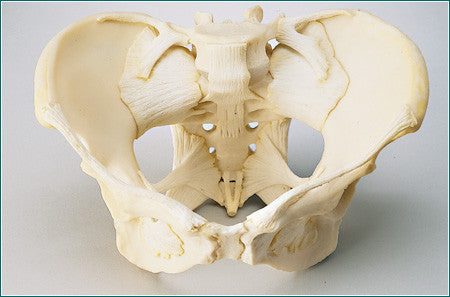male and female pelvic girdle by olgatarta