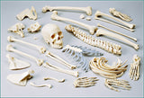 SA48C Female Disarticulated FULL Skeleton with case