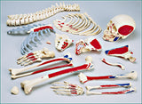 SA49PC Female Disarticulated HALF Skeleton painted and labeled with case