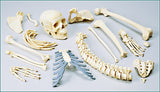 SA49P Female Disarticulated HALF Skeleton painted and labeled