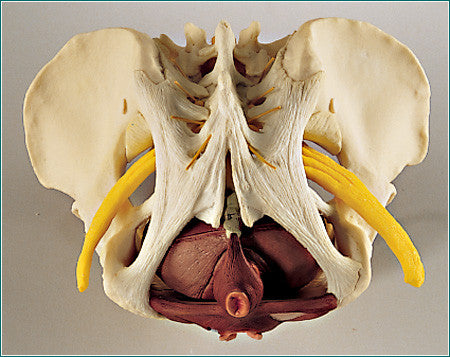 SA51 Adult Female Ligamented Pelvis with Nerves and Pelvic Floor