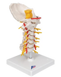 SA72 Cervical Vertebra with Spinal Cord on Stand