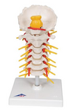 SA72 Cervical Vertebra with Spinal Cord on Stand