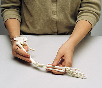 SA86Mi  Premier Mini-Arm Skeleton with Shoulder Girdle and Hand