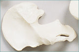 SB22-D Innominate Bone (pelvis), Right