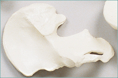 male and female pelvic girdle by olgatarta