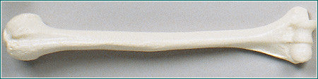 SB32-D Humerus Bone, Right