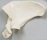 SB35-S Scapula Bone, Left
