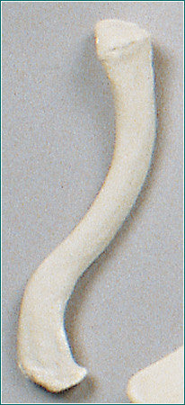 SB36-S Clavicle Bone, Left