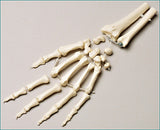 SB38-D Premier Loosely Strung Hand with Distal Radius and Ulna-Right