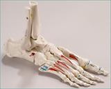 SB47PL Premier Elastic Foot Skeleton, Painted/Labeled Muscle