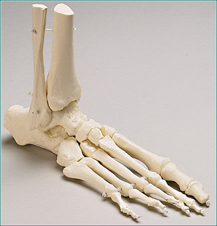 SB47 Premier Elastic-mounted Foot Skeleton with Distal Tibia and Fibula