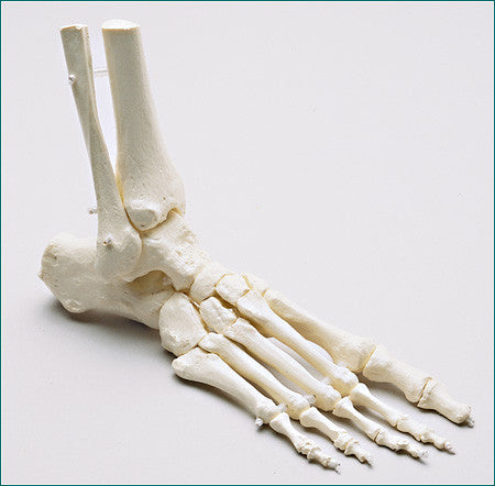 SB48-D Premier Loosely Strung Foot Skeleton with Distal Tibia and Fibula, Right