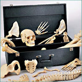 0218-80C Disarticulated FULL Skeleton, Premier 4-Part Skull and Skeleton Case