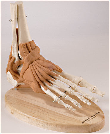 SJ66P UltraFlex Ligamented Foot and Ankle Reproduction
