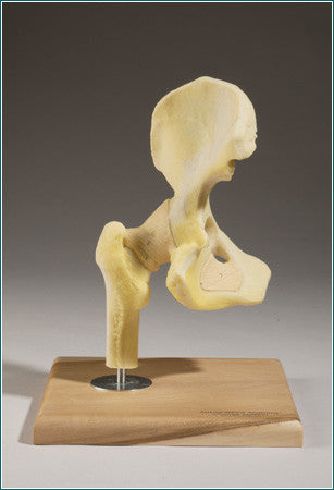 SJ79  Ligamented Hip Joint