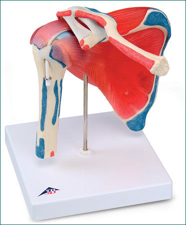 SJ88  Five-Part Shoulder Joint with Rotator Cuff
