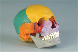 S55PF Premier Academic Skeleton, female pelvis, 18 pc color-coded skull, hanging mobile stand