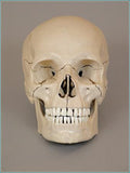 S55 Premier Academic Series Skeleton with 18 pc take-apart natural tone skull, hanging