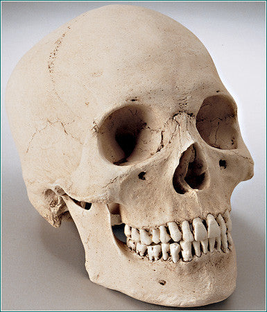 SK20 Hydrostone Male Skull