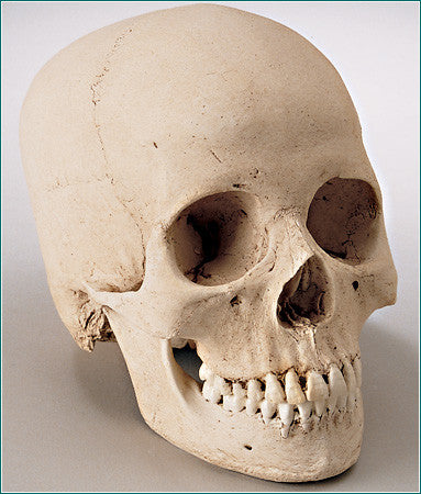 SK21 Hydrostone Female Skull
