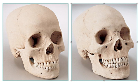 SK222 Hydrostone Male and Female Skull Replicas Set