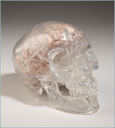 SK262 Classic See-Thru Skull with 5-Part Brain