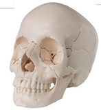 SK29 Beauchene Adult Human Skull Model - Didactic 22 part