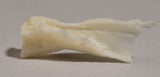 SK30-M Nasal Bone - Right