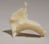 SK30-O Zygomatic Bone, right